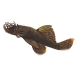 Catfish Catfish